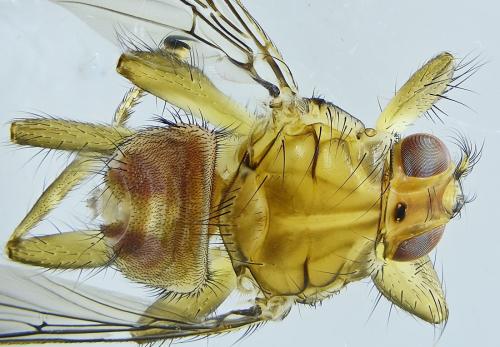 Ornithomya avicularia